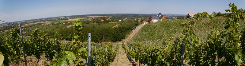 panorama_szolo_kicsi.jpg